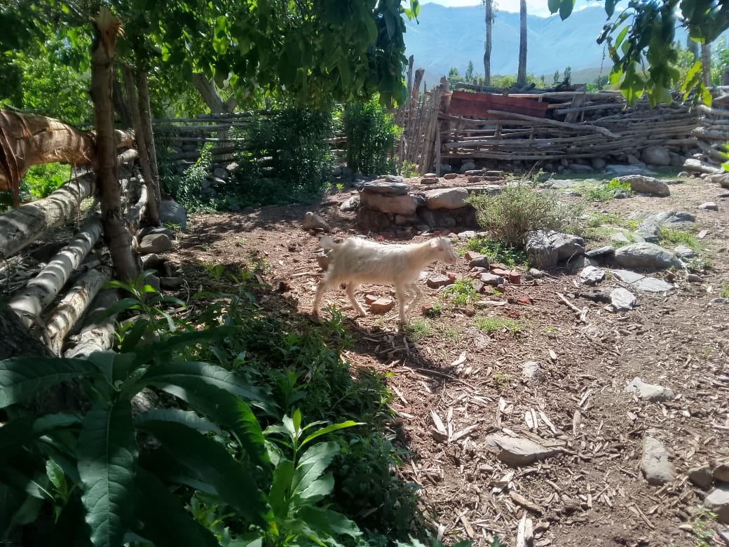 Las cabritas de doña Mercedes.