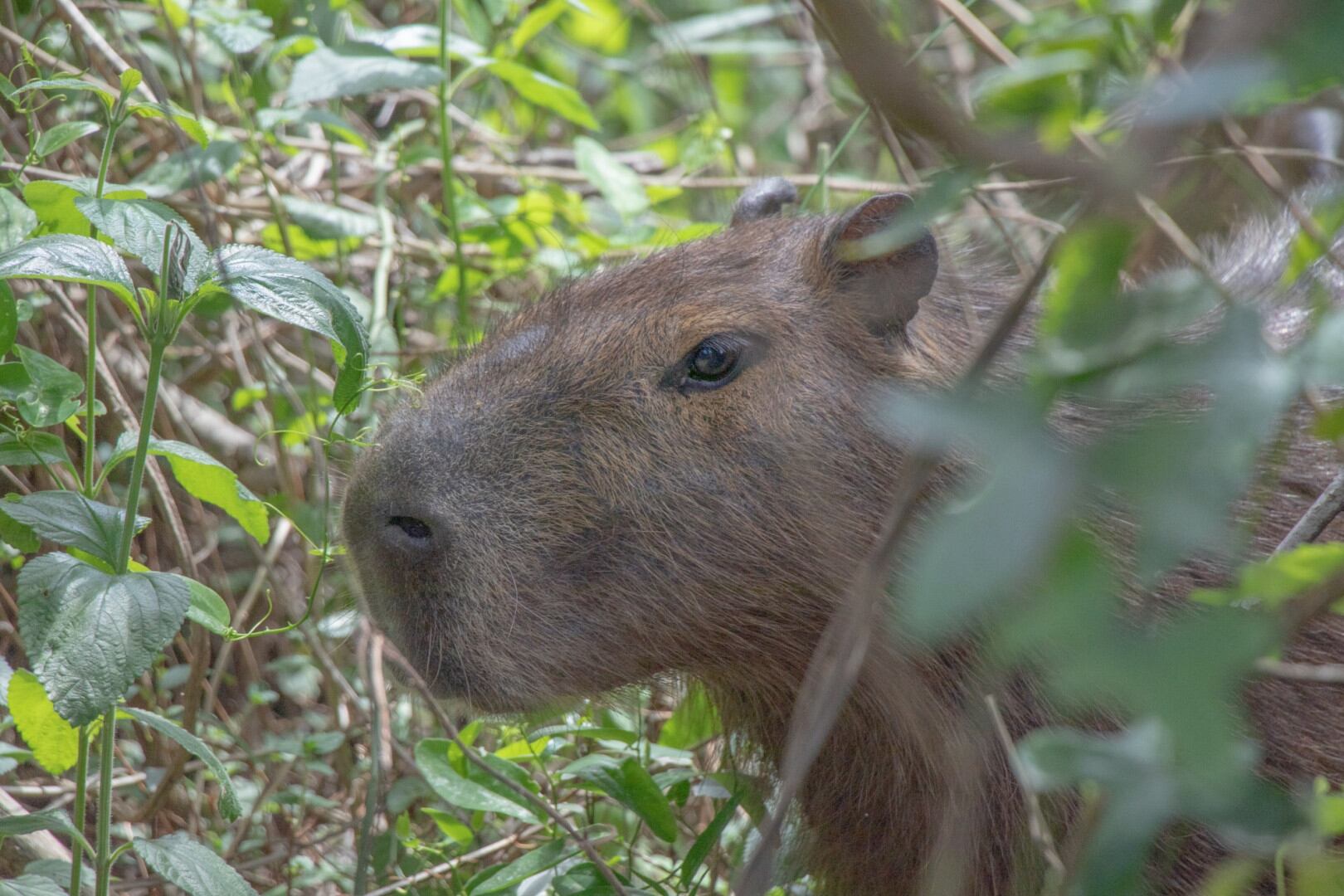 El Parque Nacional es único en la región