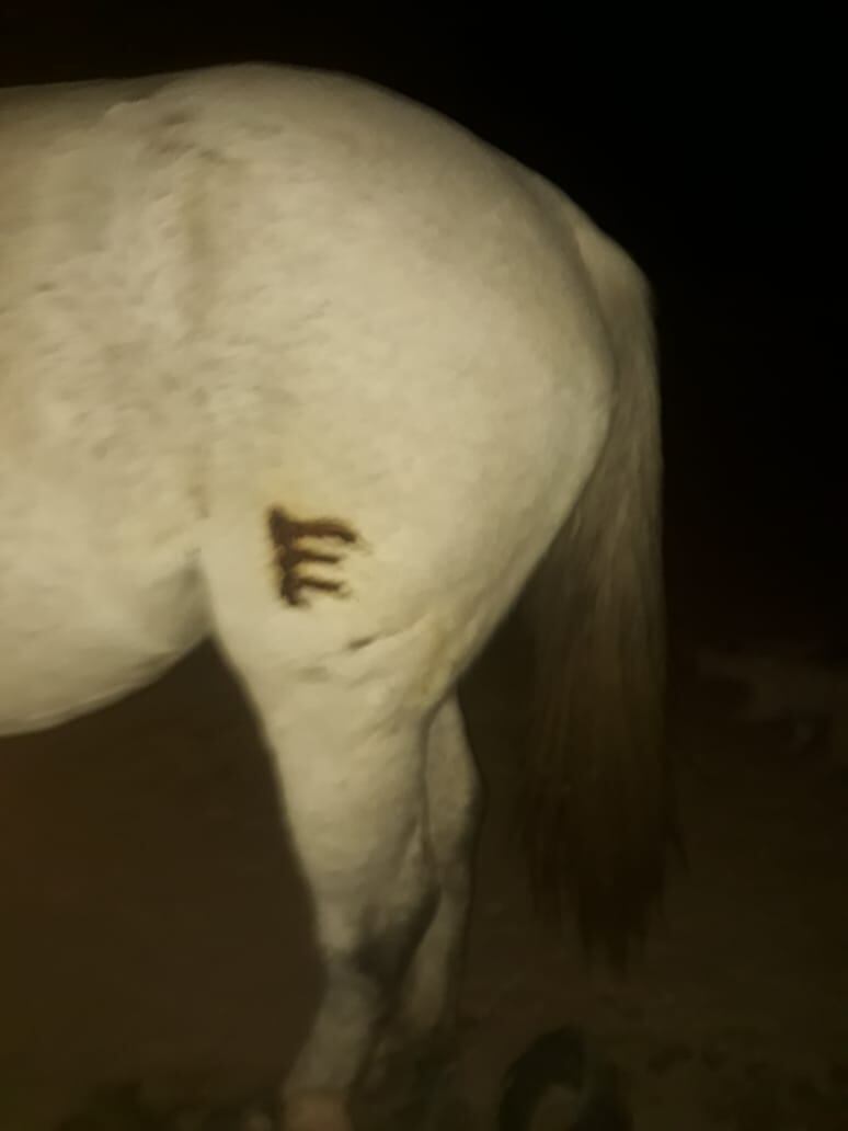 Yegua robada y encontrada cuando era transportada junto a otros dos equinos, en Junín