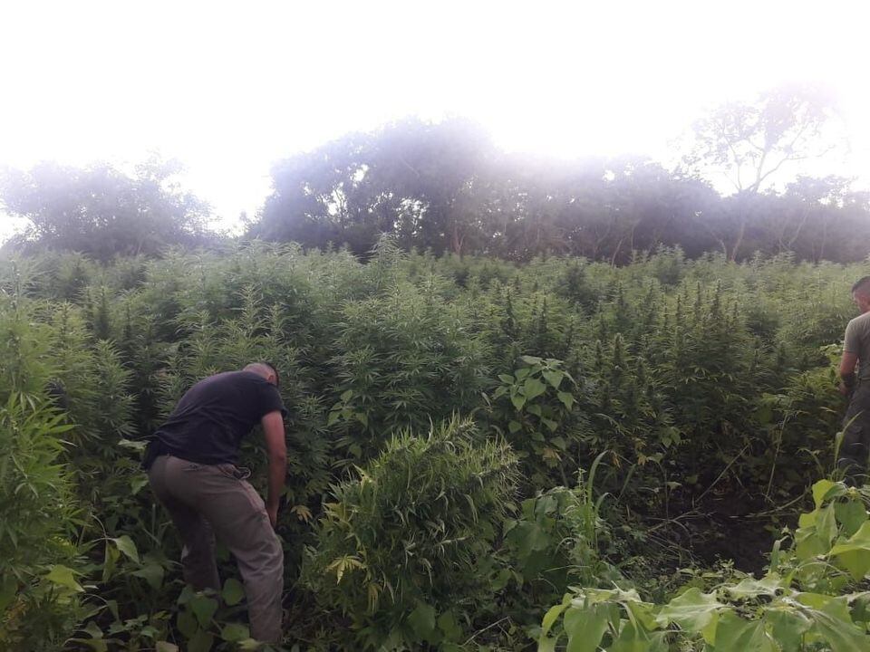 Allanamiento en una  finca con plantación de marihuana en Salta