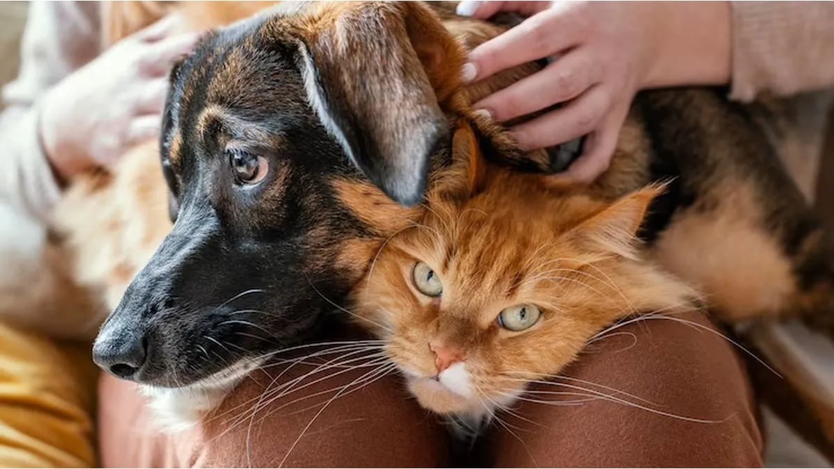 Estos parásitos pueden afectar tanto a perros como a gatos.