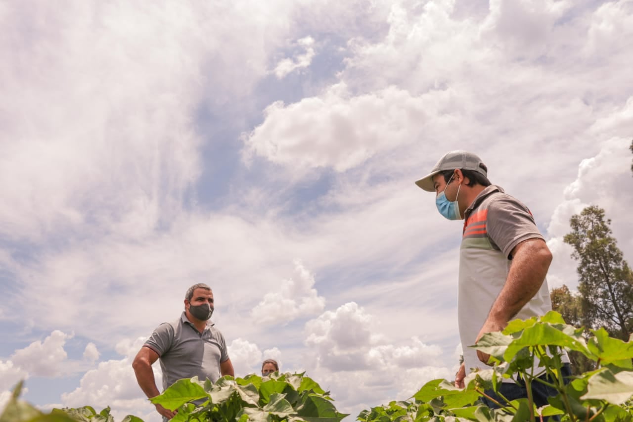 Avanza la producción de algodón en Chaco.