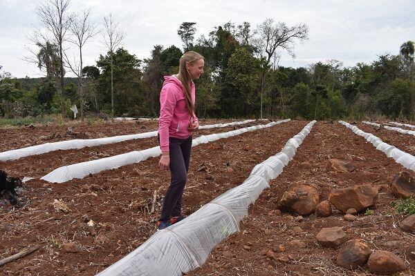 Alternativa al tabaco en San Pedro: productores optan por sandía.