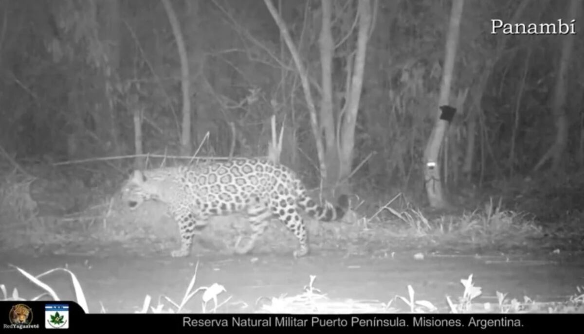 Puerto Iguazú: captan a “Panambí”, el yaguareté, paseando por una zona de malezas