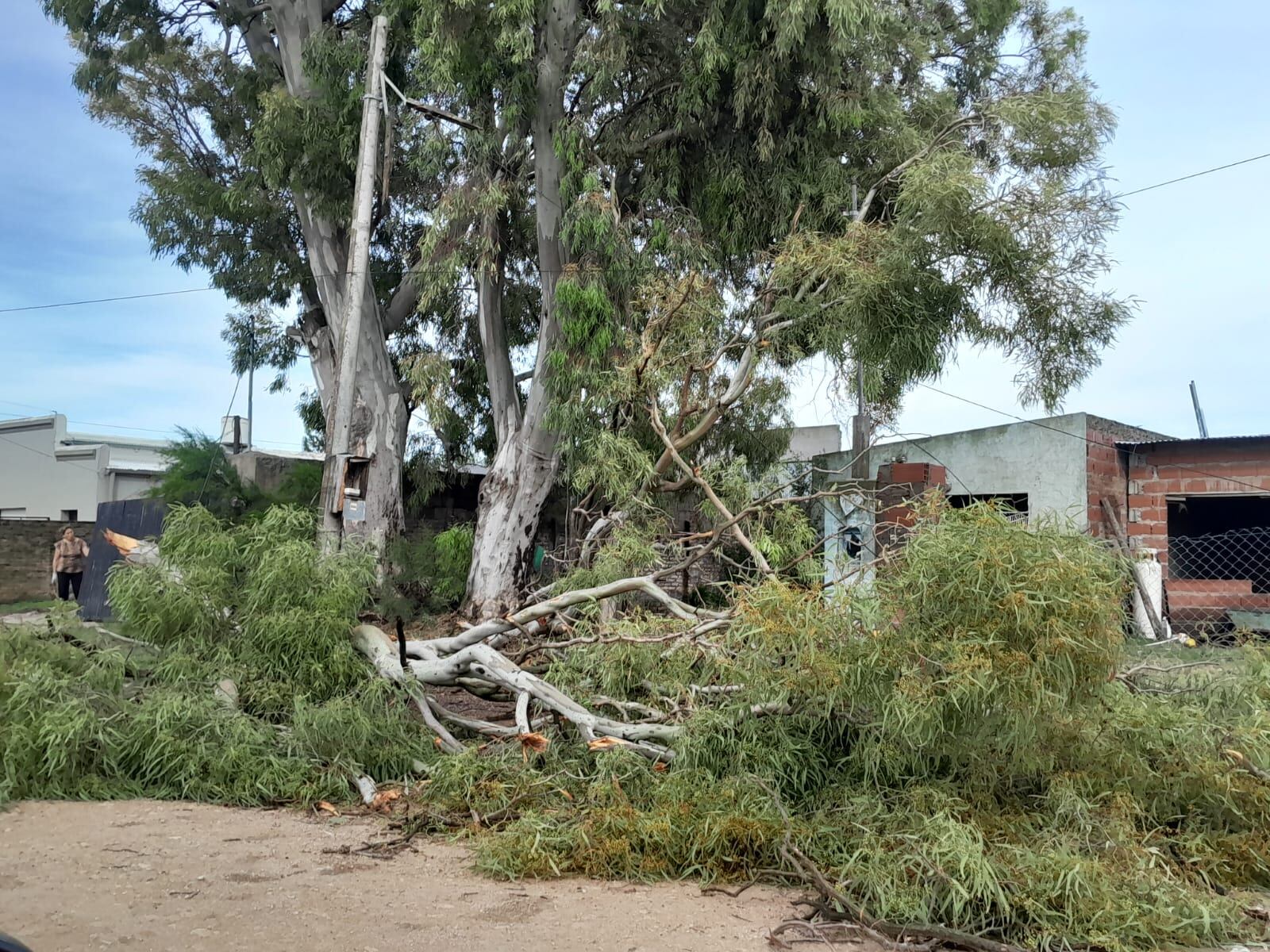 Temporal en Tres Arroyos: evacuados, árboles  caídos, techos volados y daños