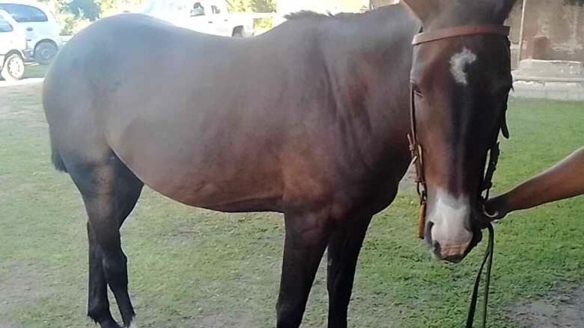 Villa Allende: les robaron un caballo y lo vendían por Facebook