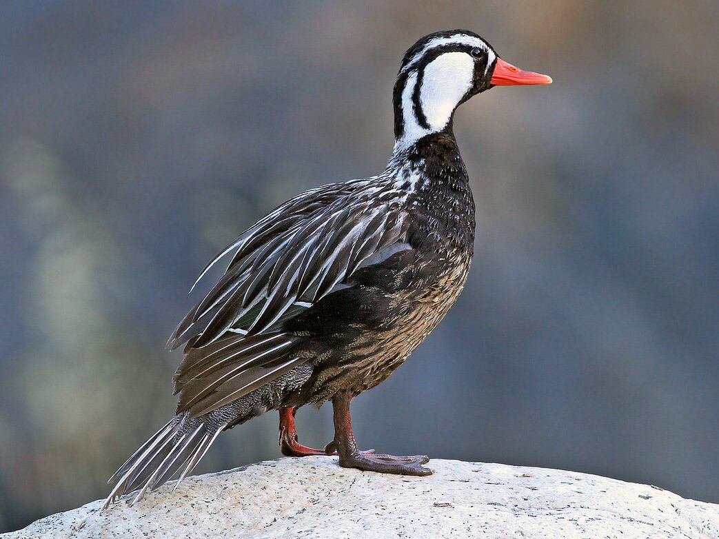 El Pato de Torrentes es uno de las aves en peligro de extinción que habita en la zona.