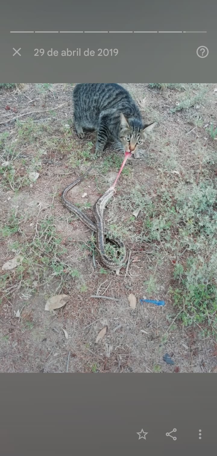 Hilo de Twitter sobre animales ponzoñosos en Mendoza.