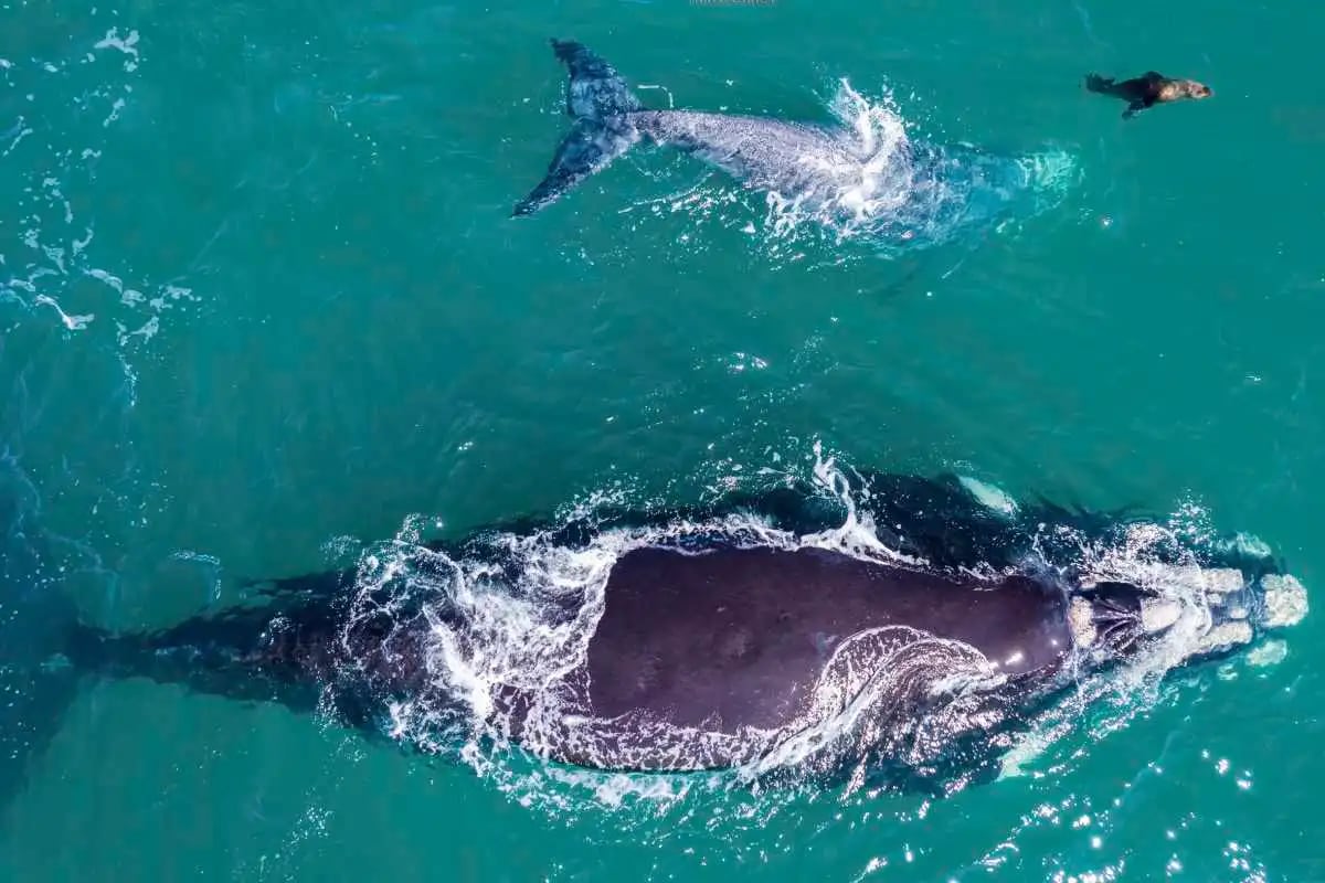 El tierno video de las ballenas y el lobo marino.