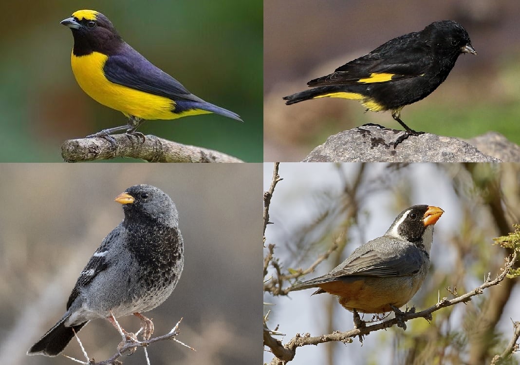 Aves afectadas por incendios en los cerros de Mendoza