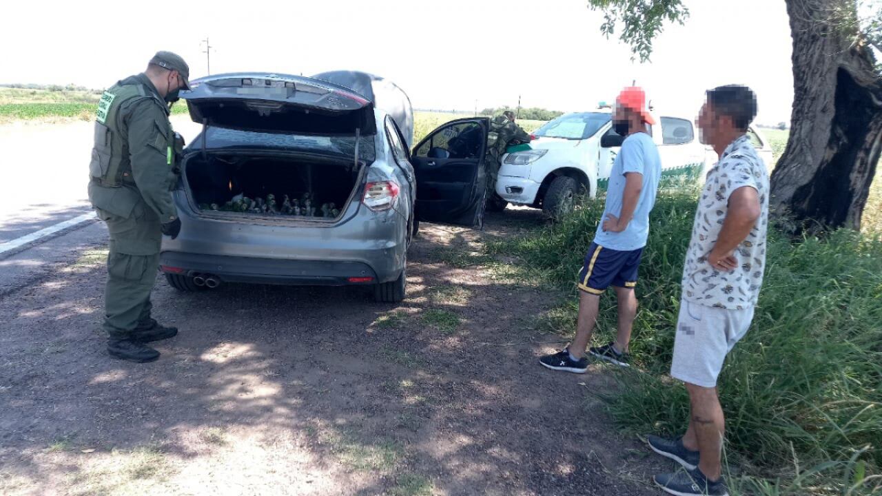 Las especies eran transportadas de Sáenz Peña a Santa Fe para su aparente comercialización.