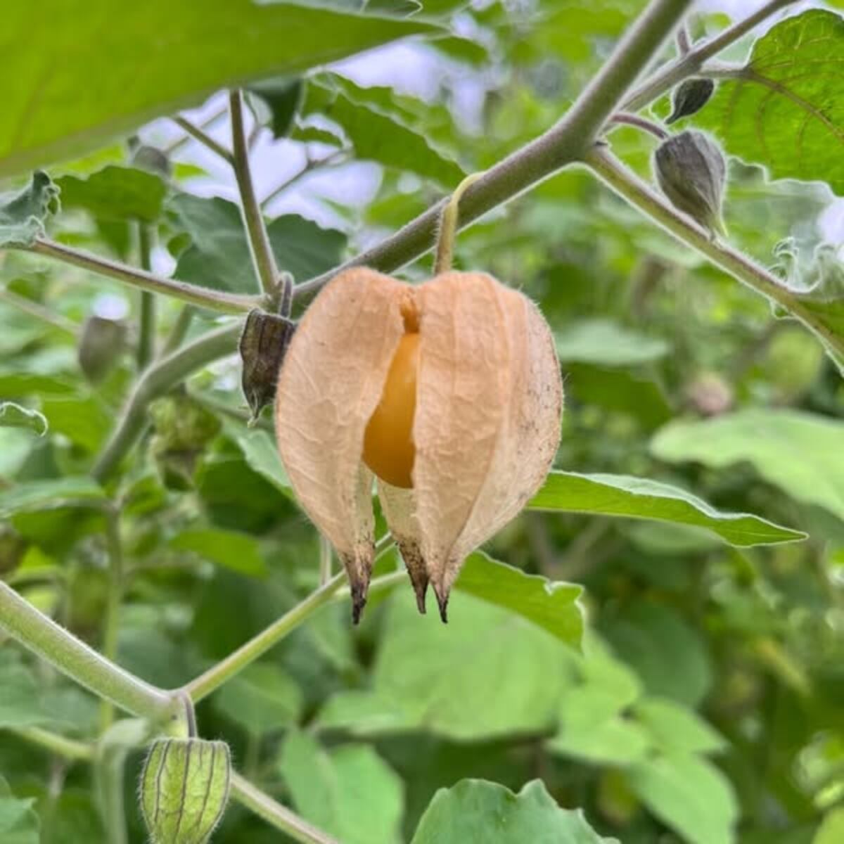 El INTA Famaillá impulsa la producción comercial de Goldenberries