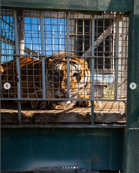 Los "Tigres del tren" de San Luis serán trasladados a un santuario en Sudáfrica.