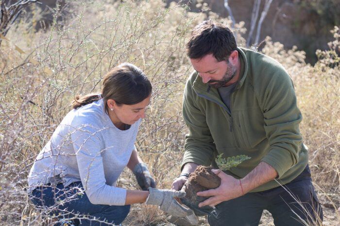 Comenzaron a plantar jarilla en el cerro Arco para recuperar la biodiversidad.