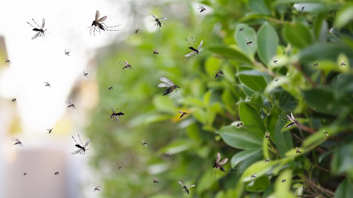 Chau mosquitos: la manera definitiva de evitarlos con la llegada del calor