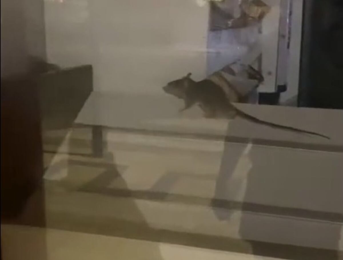 Viral: filmaron a una rata sobre las estanterías de una panadería de Nueva Córdoba
