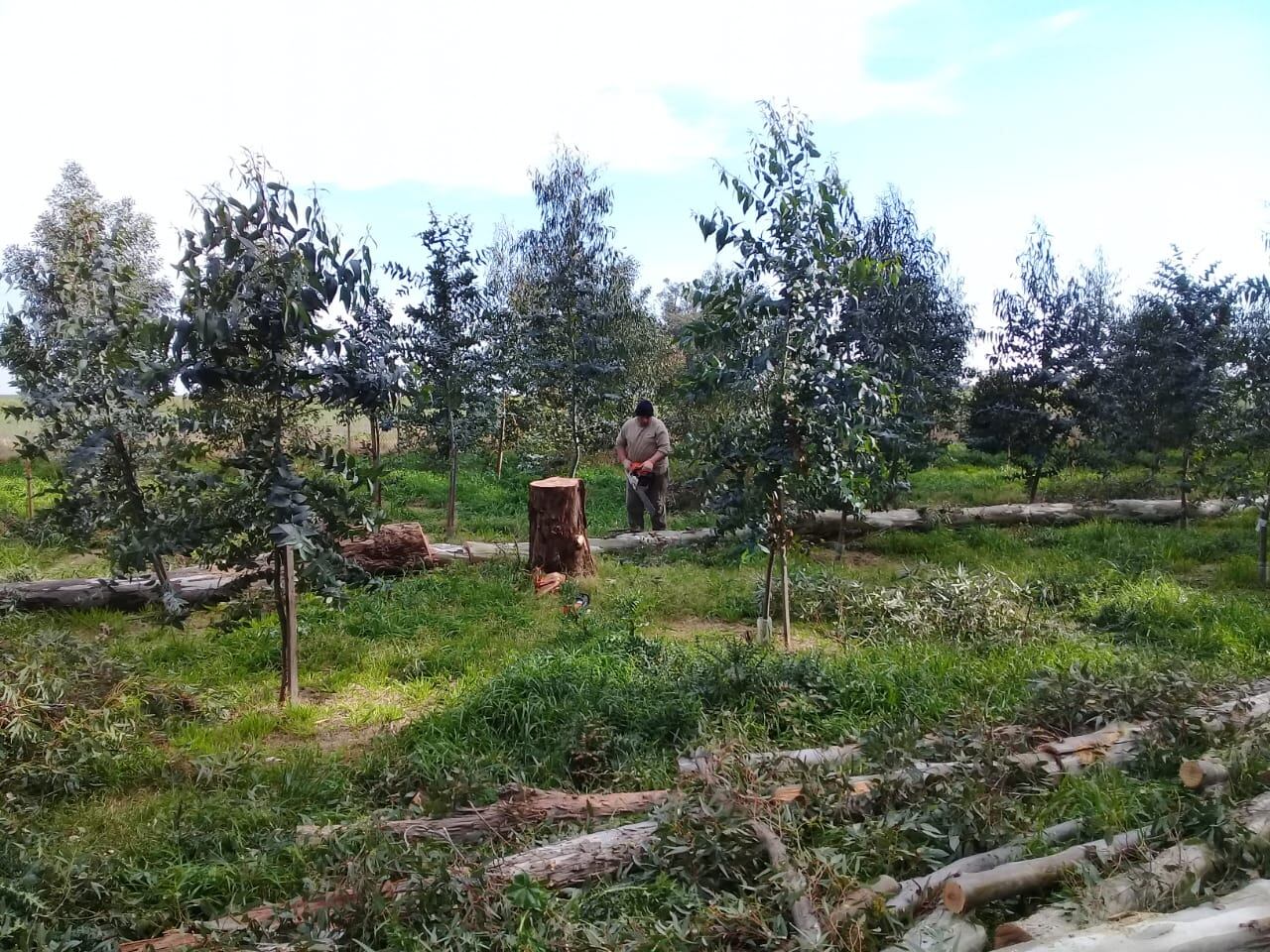 Piden cesar con el corte de árboles en el Parque Cabañas de Tres Arroyos y la municipalidad aduce que está reforestando