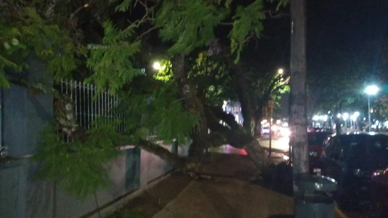 Árbol caído en las calles La Rioja y Junín.