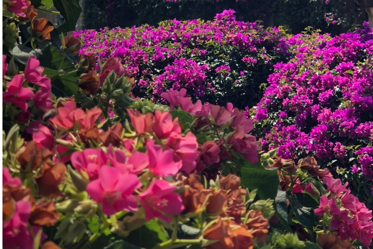 Santa Rita, una de las plantas más bellas para llenar de color y alegría el balcón o la terraza. (Unsplash)