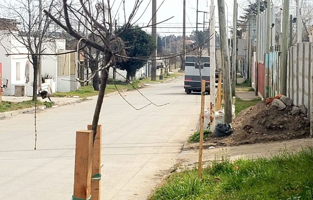 Así es el plan en Tandil que busca instalar árboles en el marco de los festejos por los 100 años.