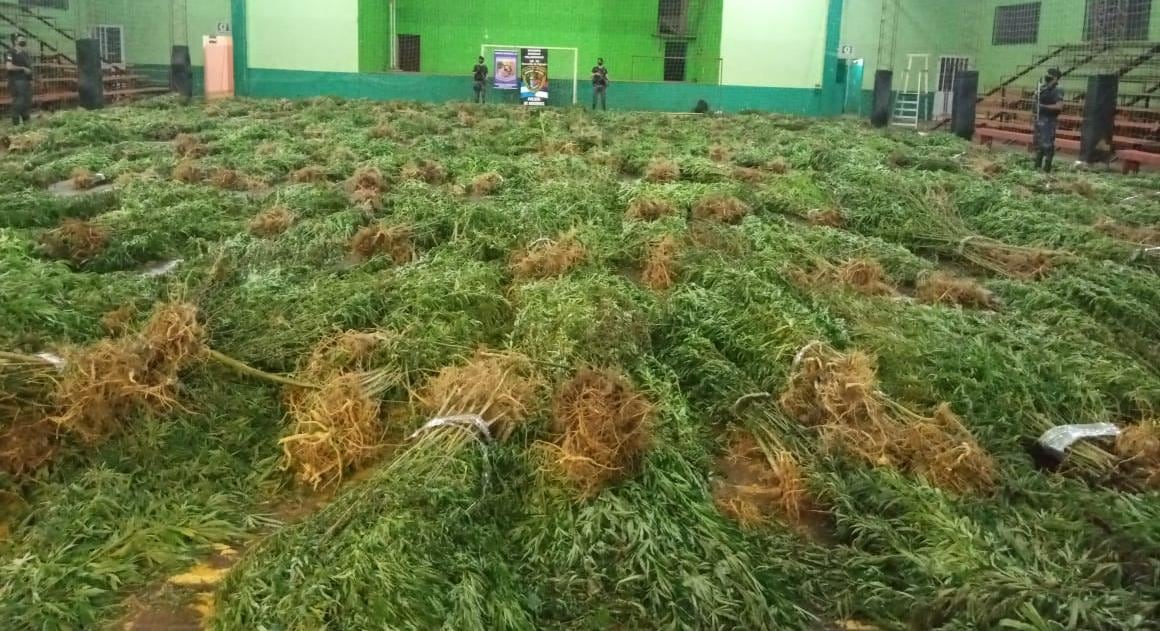 Hallan una plantación de marihuana en el paraje Inter de Dos Hermanas