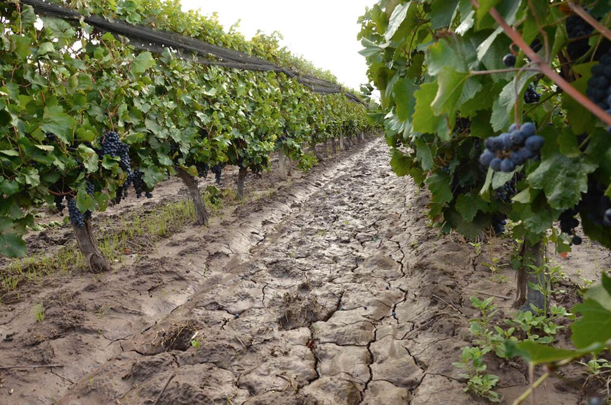 Preocupación de los viñateros sanjuaninos por la falta de mano de obra para la cosecha