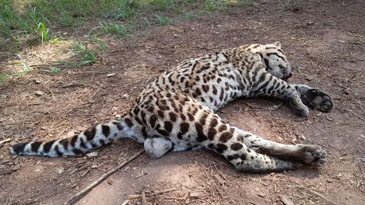 Atropellaron a un gato onza en Puerto Rico.