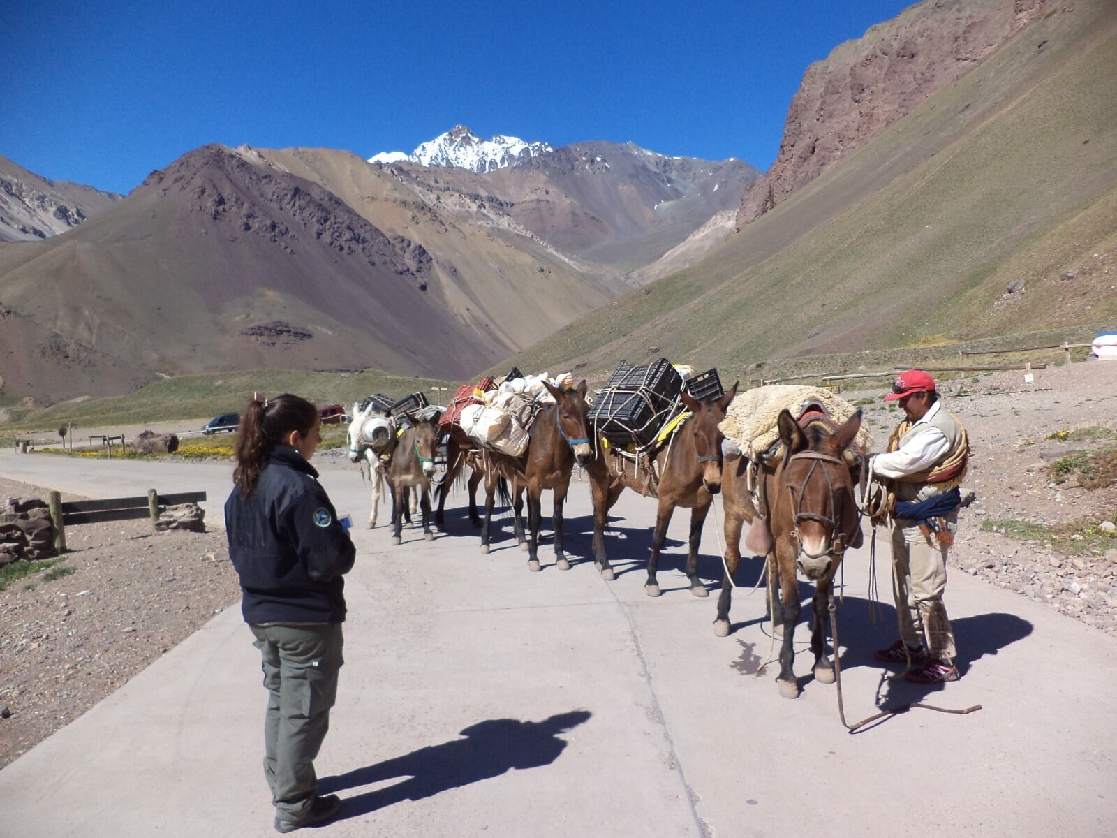 Mulas de carga en Parque Aconcagua junto a una Guardaparque.