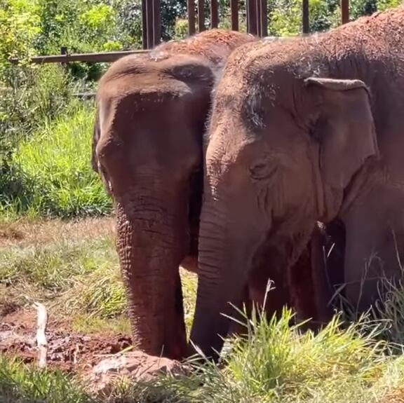 Pocha y Guillermina “conocieron” un árbol, interactúan con sus compañeras y no dejan de explorar. 