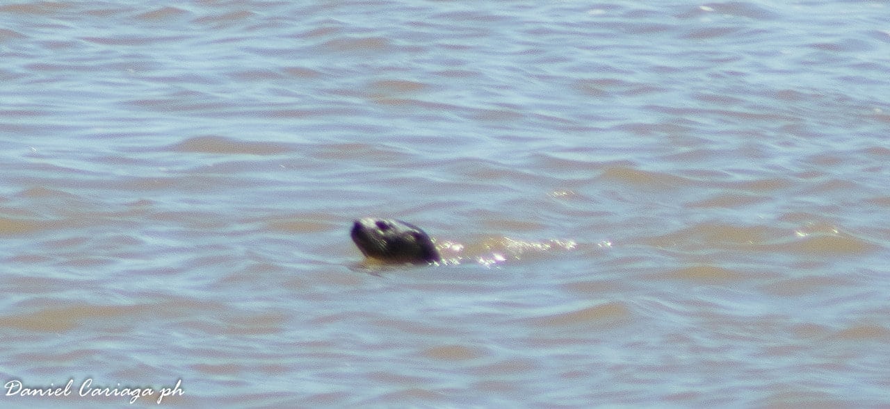 Lobito de río en Santa Elena