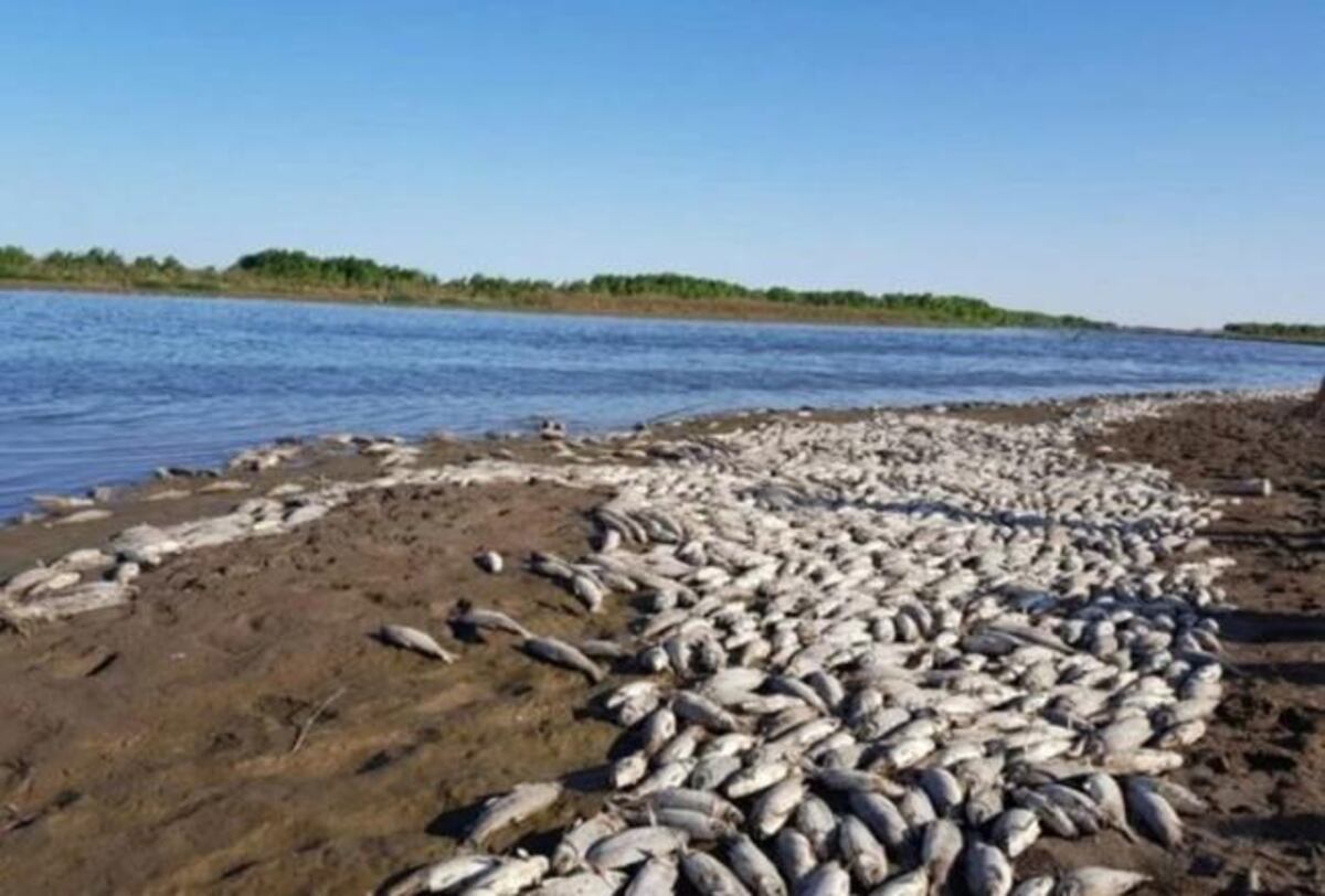 Investigan mortandad de peces en Tucumán