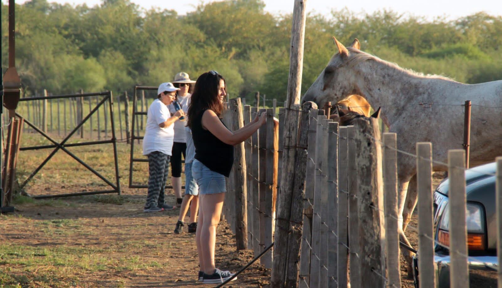 Los caballos son rehabilitados en un predio hasta su posible adopción.