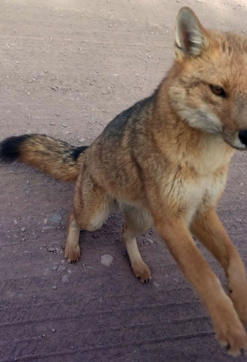 Tincho con sus dos patas delanteras se apoya en la ventanilla de un auto de un turista.