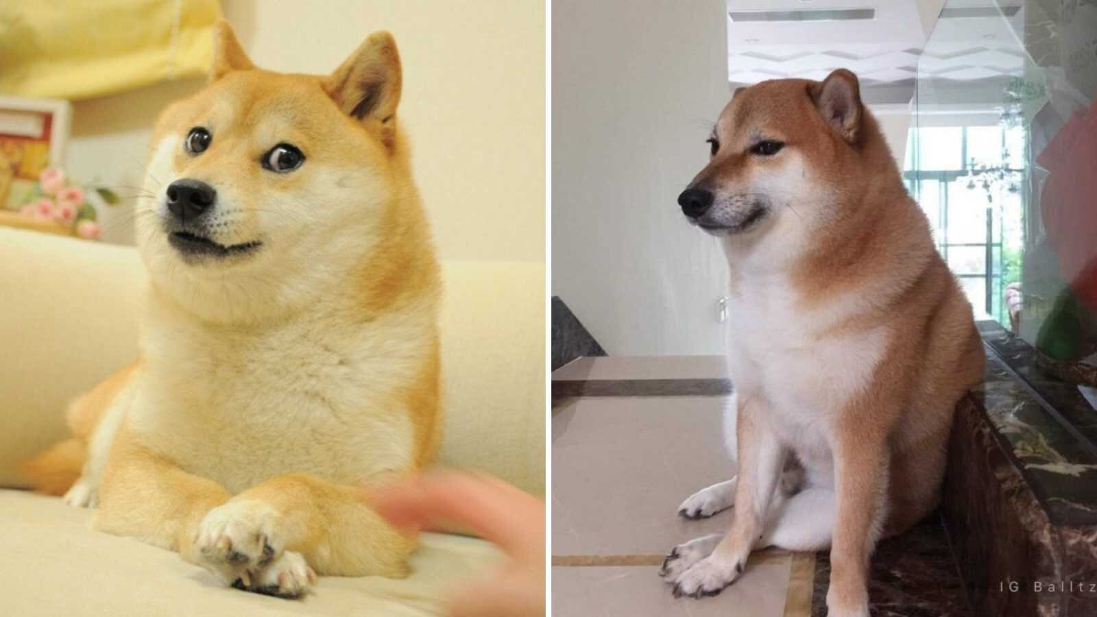 Cheems y Doge son dos Shina Inu que se han hecho virales en la red por separado y actualmente suelen aparecer en un único meme.