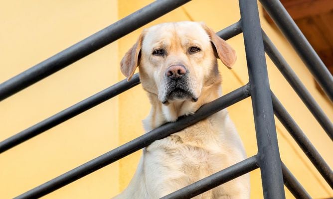 Perro en balcón