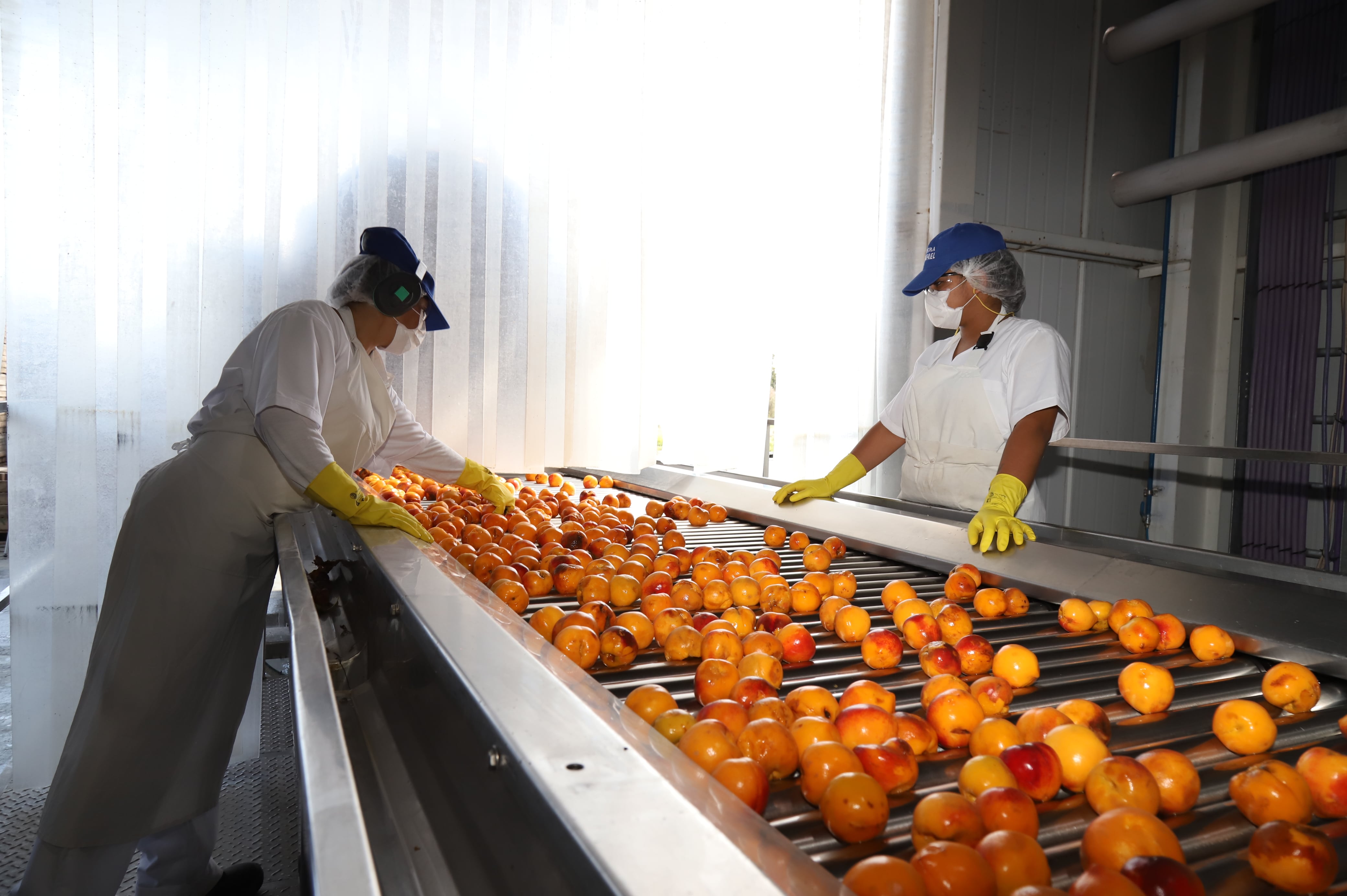 En la última temporada la planta produjo 1.100 toneladas de pulpa de durazno. 