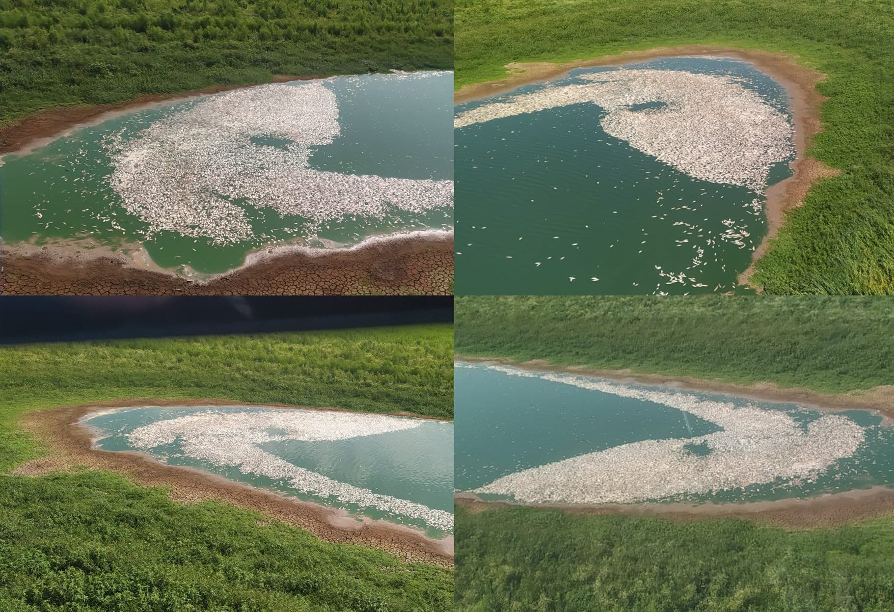 A la falta de agua en el río Paraná, se suma la muerte de millones de peces.