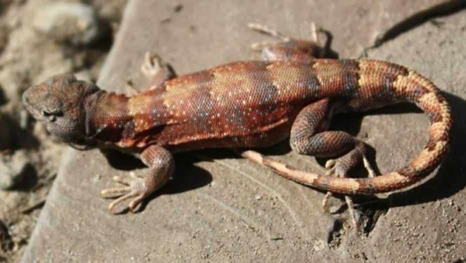 LAGARTIJA. La Liolaemus cuyumhue (Clarín).