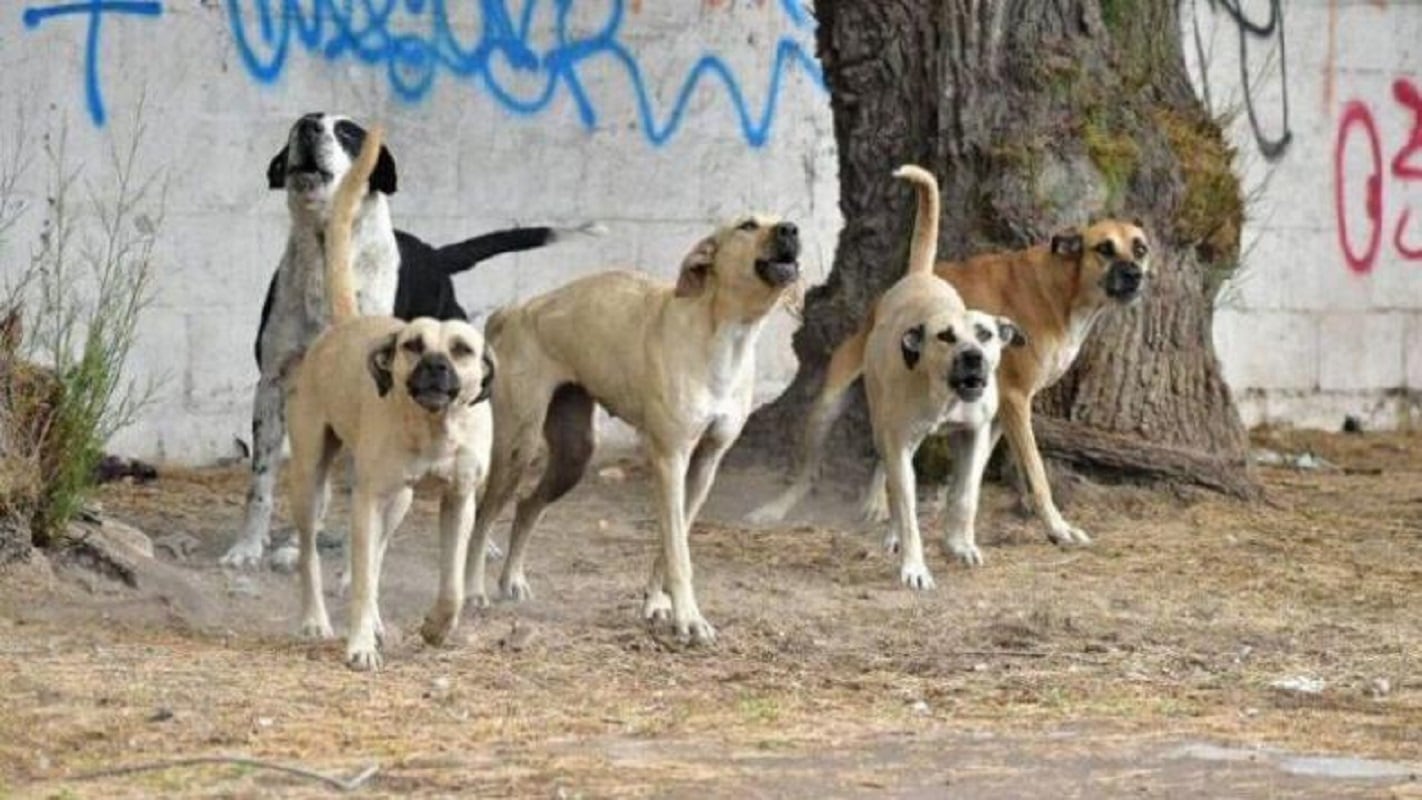 Habló el dueño del niño atacado por perros en Rivadavia: “maldigo la hora en que se me ocurrió abrirles la puerta a los perros”