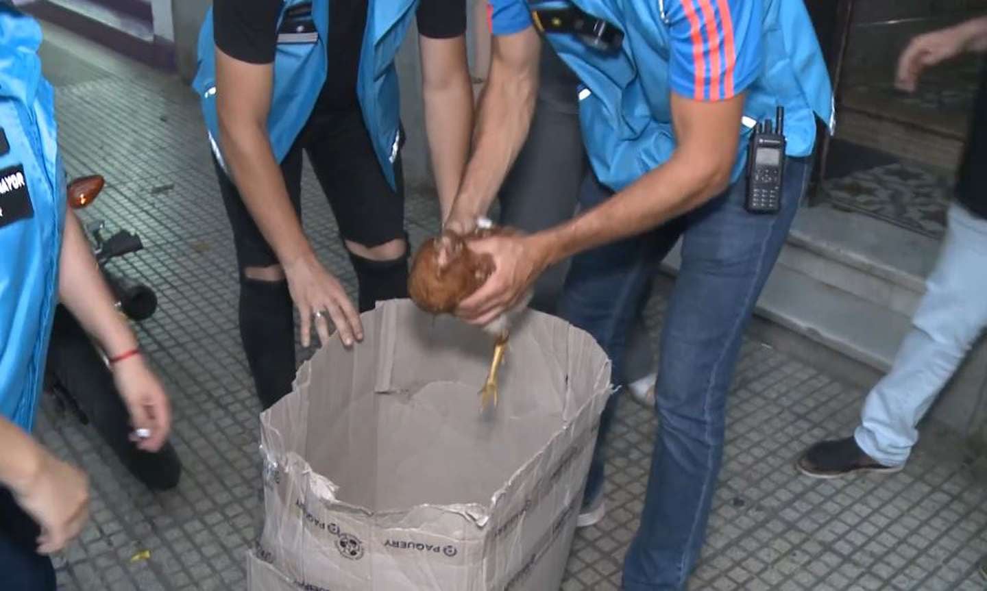 El momento en el que los agentes deben colocar a la gallina dentro de una caja para ser trasladada.