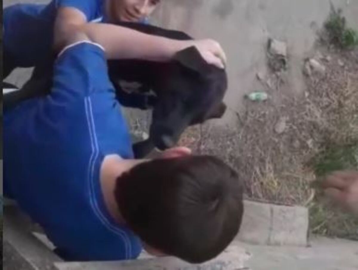Viral: chicos de Arroyito que pasaban por un canal, vieron un perro atrapado y trabajando en grupo lograron rescatarlo