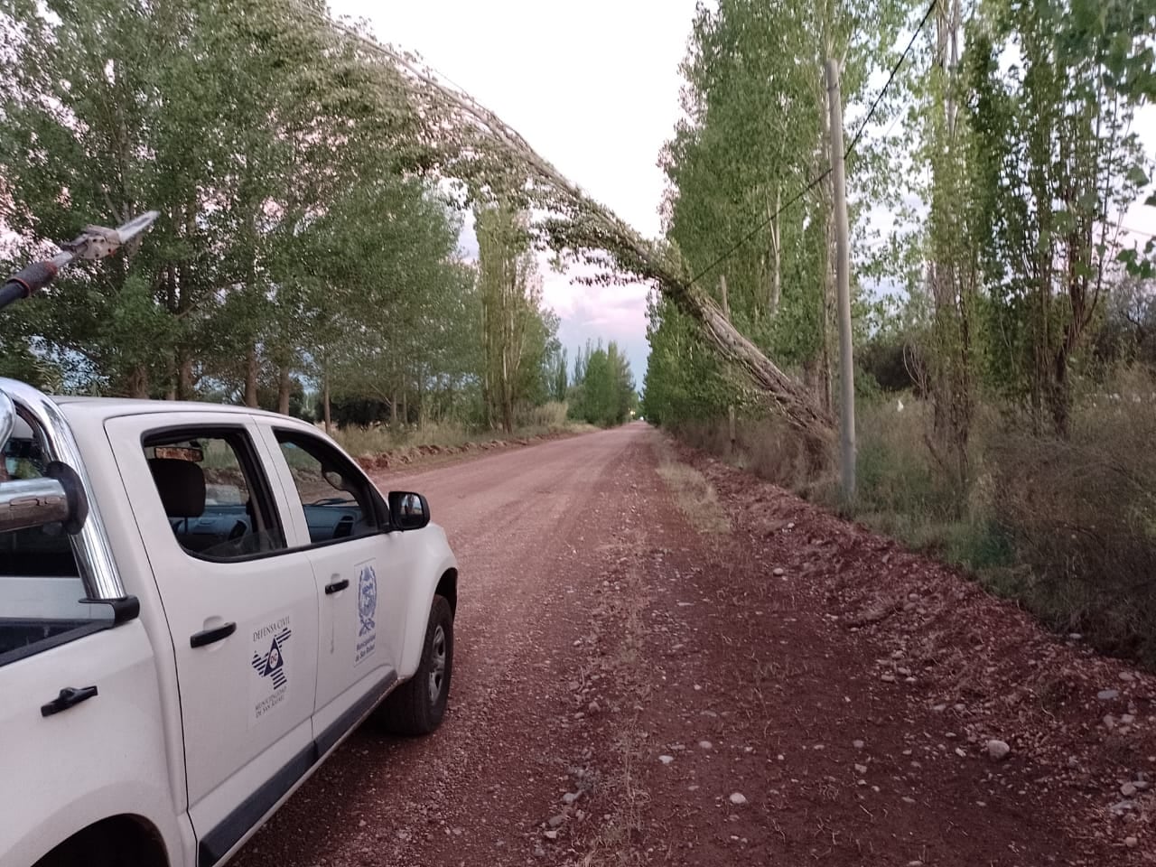 Árboles caídos a causa del intenso viento durante la tormenta en San Rafael.