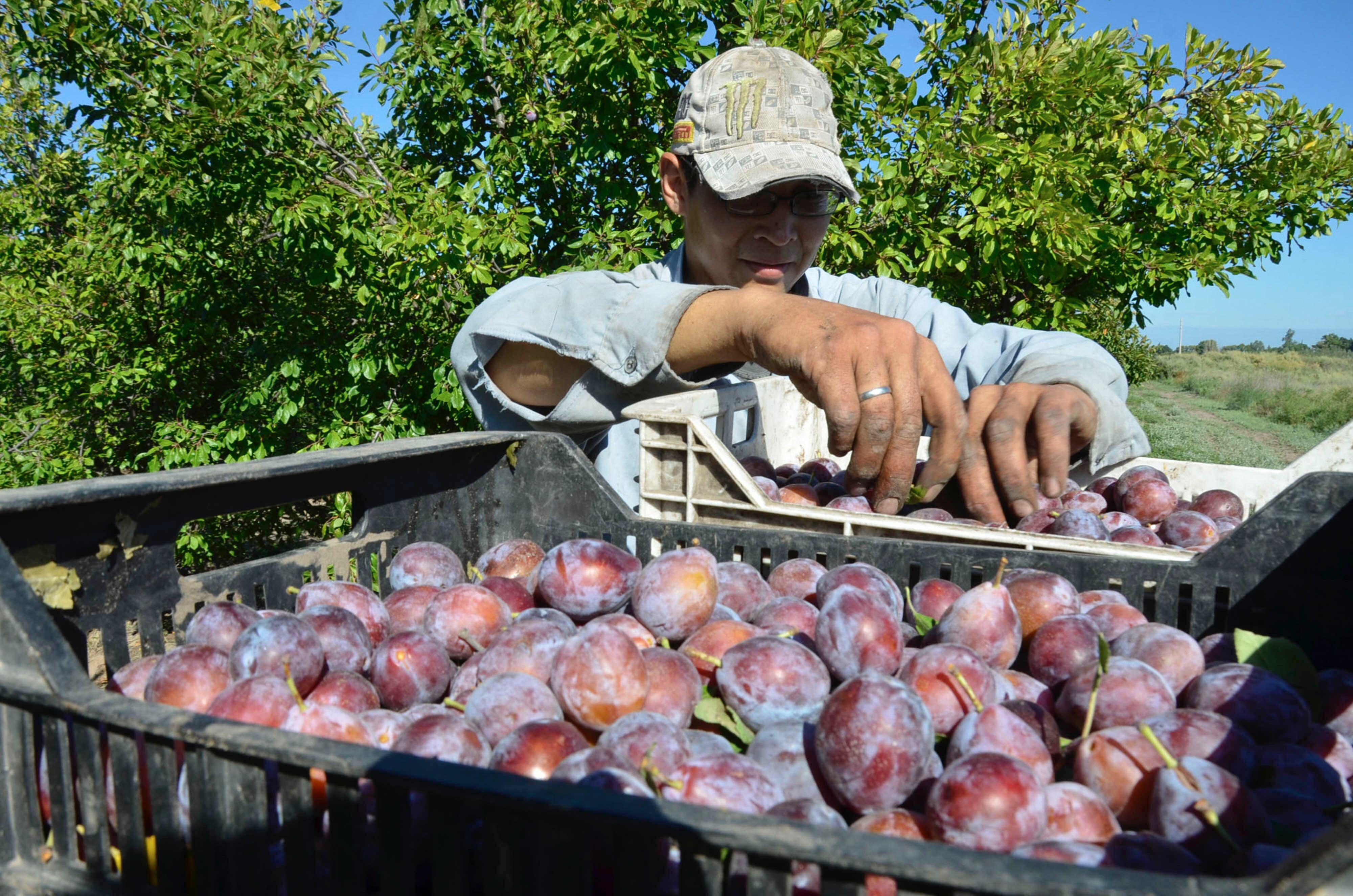 15-02-2017 JUNIN MZA. COSECHA DE CIRUELA DAGEN EN LA FINCA DA ABEL GONZALEZ EN CALLE LA POSTA JUNIN

EN LA FOTO: COSECHA EN JUNIN 

FOTO PATRICIO CANEO LOS ANDES 
ciruelas 