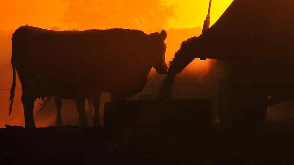 Condicionantes. El cepo cambiario y las intervenciones oficiales en los mercados agrícolas impactaron sobre el valor de los campos (Sergio Cejas/Archivo)