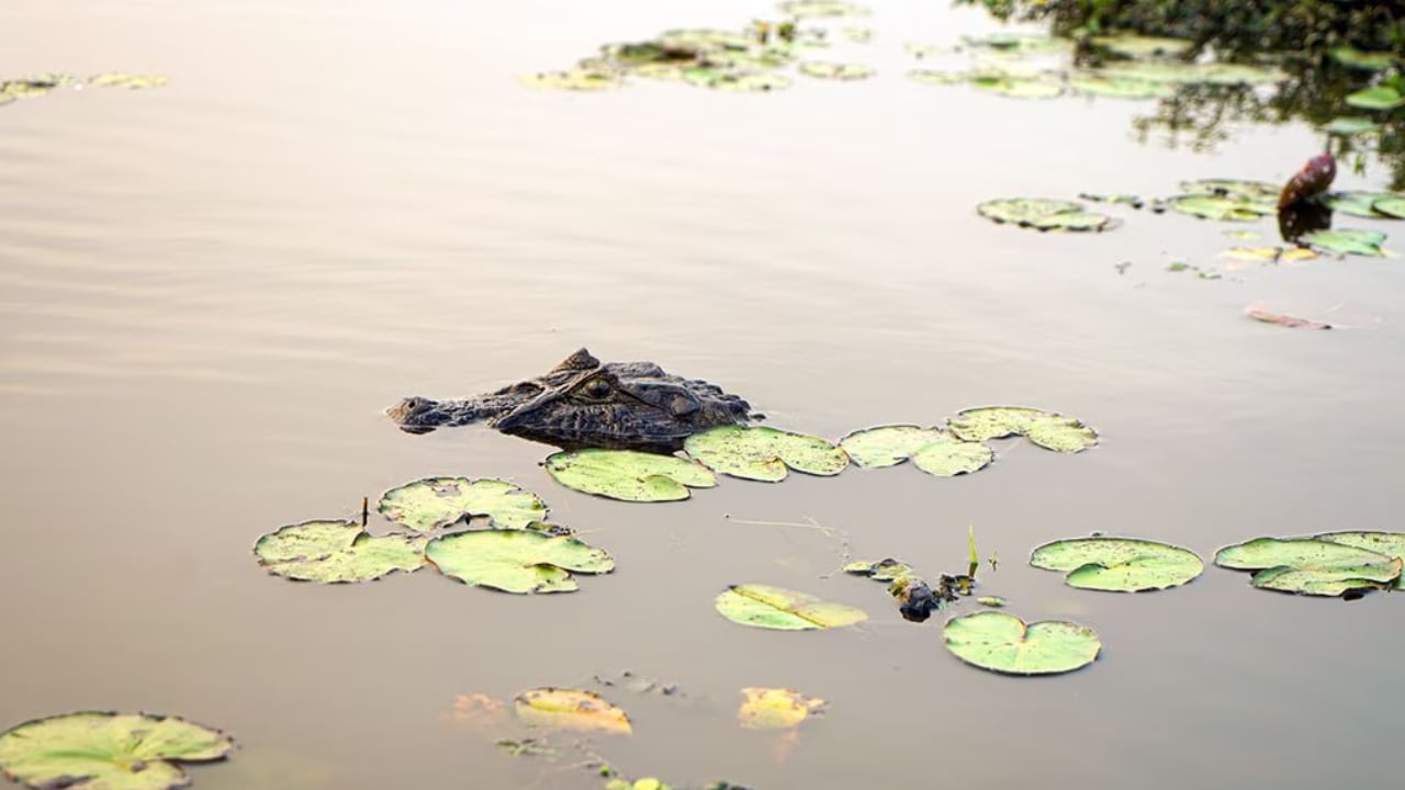 Uno de los animales que más se halla en la Reserva Natural Iberá es el yacaré.