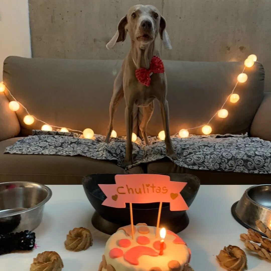 Las tortas son personalizadas y dependen de la mascota que celebra.