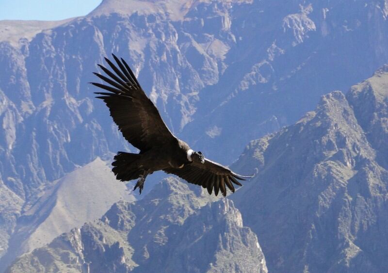 El impresionante video de un majestuoso cóndor sobrevolando las sierras sanjuaninas