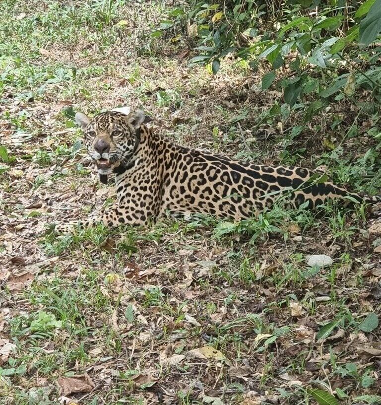 Capturan a una yaguareté para seguimiento y protección en la Península Andresito.