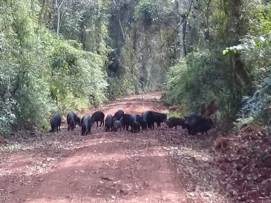 Guardaparques avistan y fotografían a un grupo de Pecaríes Labiados.