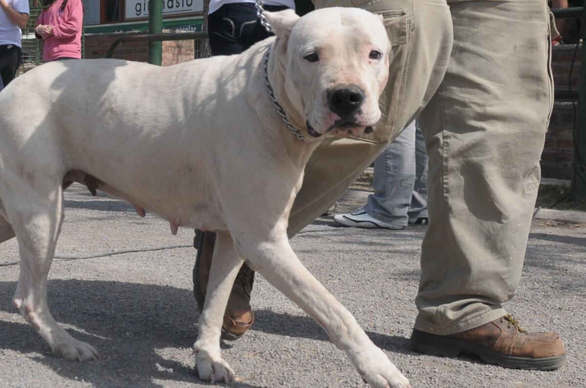 Otro ataque de un perro en Córdoba: un dogo mordió en la pierna a un niño